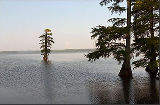 Reelfoot Lake 